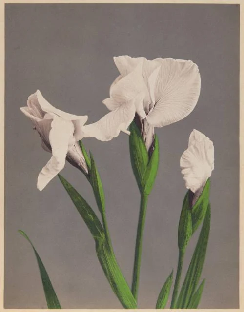 White iris blossoms and long green blade-like leaves stand against a plain grey ground in Ogawa’s photographic collotype.