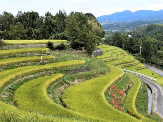 Panorama of Chihayaakasaka