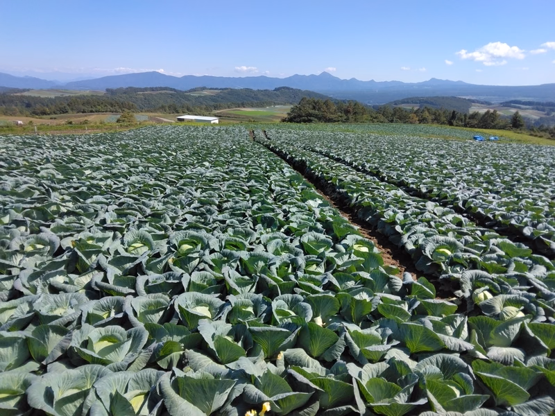 Panorama of Tsumagoi