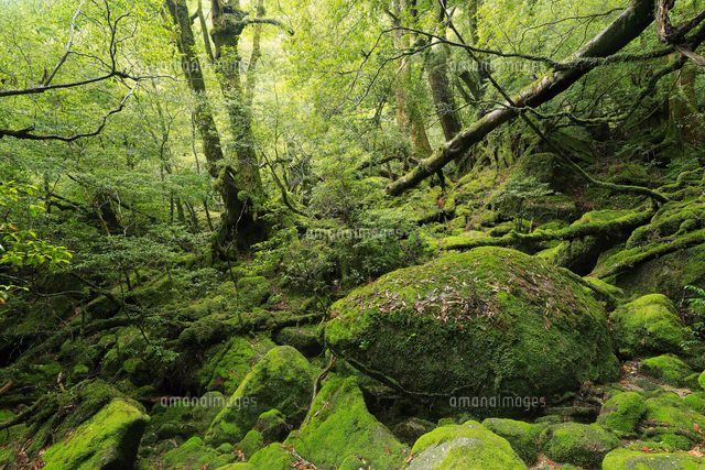View of Yakushima Forest History